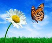 Initiatives environnementales